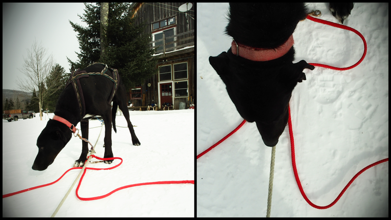 Illustration for article titled Where the Dogs Are: A Dogsledding Photo Diary